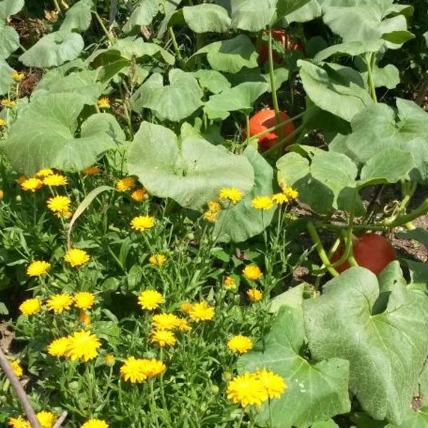 Gartenworkshop